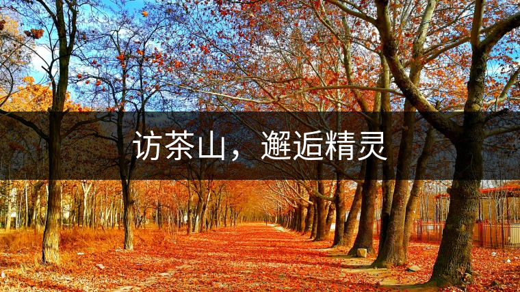 訪茶山,邂逅精靈 訪茶山,邂逅精靈