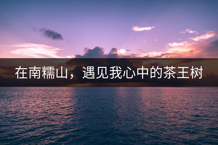 在南糯山，遇見我心中的茶王樹
