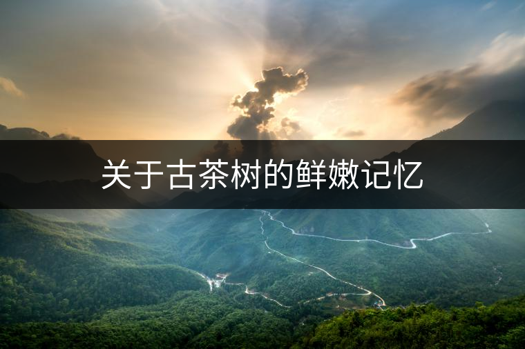 關于古茶樹的鮮嫩記憶 關于古茶樹的鮮嫩記憶