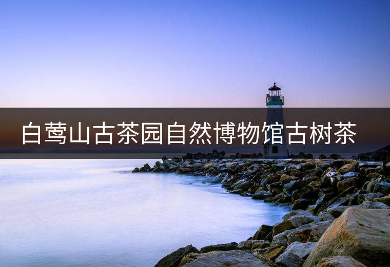 白鶯山古茶園自然博物館古樹茶特點(diǎn) 白鶯山古茶園自然博物館古樹茶特點(diǎn)