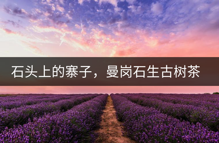 石頭上的寨子，曼崗石生古樹茶特點介紹