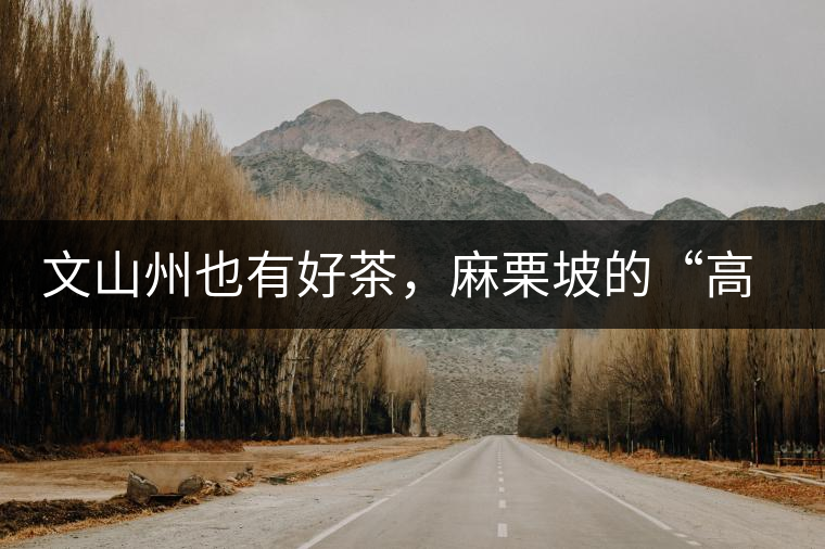 文山州也有好茶，麻栗坡的“高朋”古樹茶