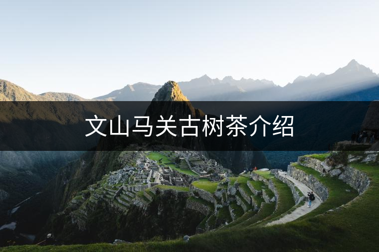 文山馬關(guān)古樹(shù)茶介紹 文山馬關(guān)古樹(shù)茶介紹