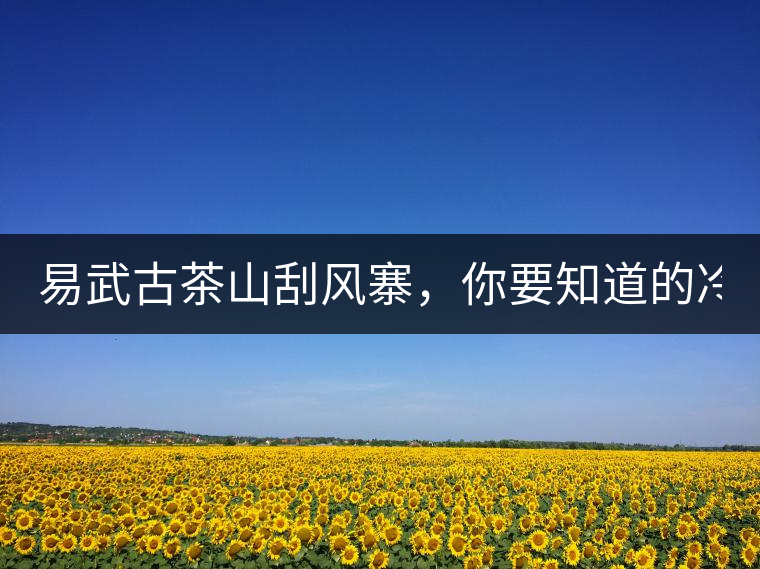 易武古茶山刮風(fēng)寨，你要知道的冷知識！