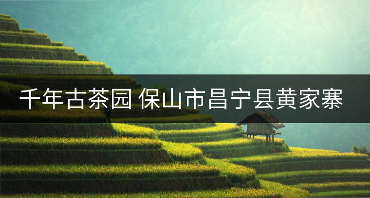 千年古茶園 保山市昌寧縣黃家寨古樹茶介紹 千年古茶園 保山市昌寧縣黃家寨古樹茶介紹
