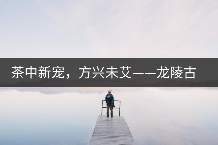 茶中新寵，方興未艾——龍陵古樹茶介紹