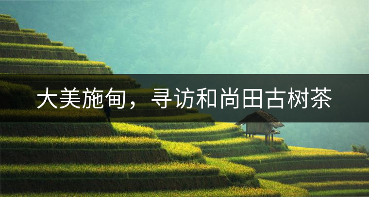 大美施甸，尋訪和尚田古樹(shù)茶