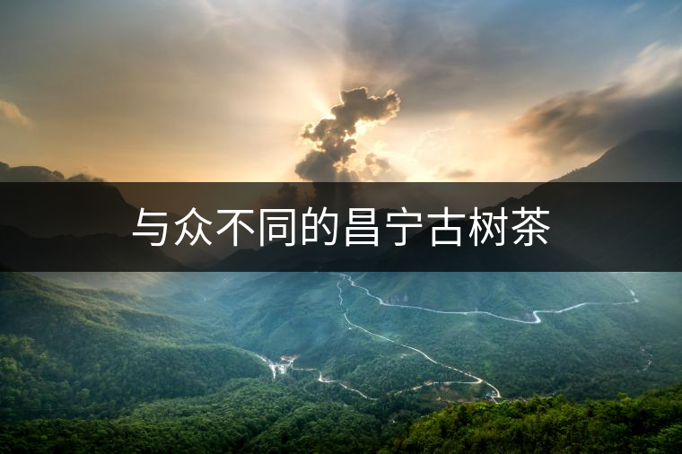 與眾不同的昌寧古樹茶 與眾不同的昌寧古樹茶