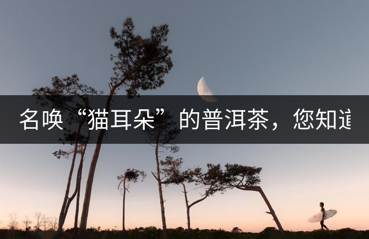 名喚“貓耳朵”的普洱茶，您知道嗎、