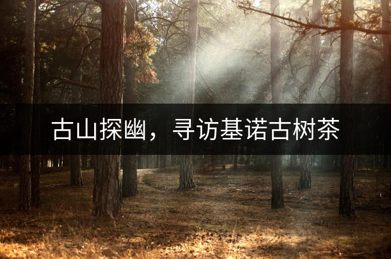古山探幽，尋訪基諾古樹茶