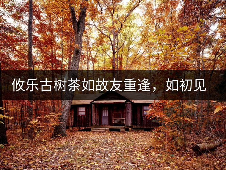 攸樂古樹茶如故友重逢,如初見傾心 攸樂古樹茶如故友重逢,如初見傾心