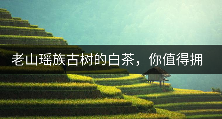 老山瑤族古樹的白茶，你值得擁有