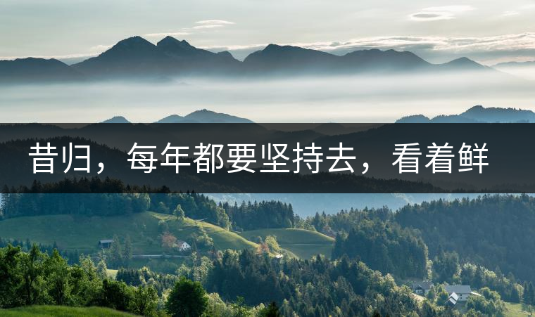 昔歸，每年都要堅持去，看著鮮葉都是香甜的