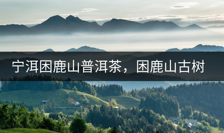 寧洱困鹿山普洱茶，困鹿山古樹茶口感特點(diǎn)