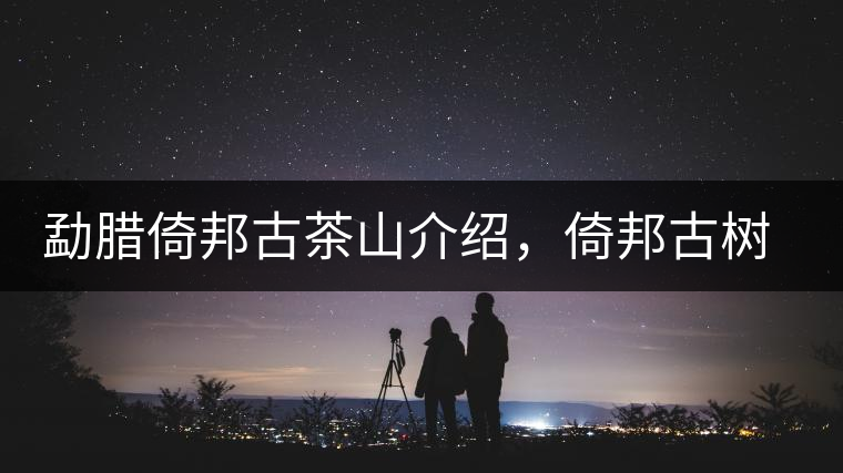 勐臘倚邦古茶山介紹，倚邦古樹(shù)茶口感特點(diǎn)