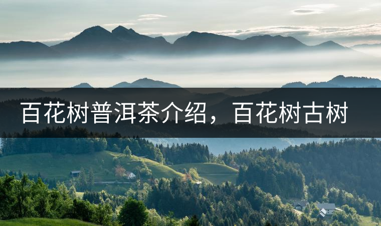 百花樹普洱茶介紹，百花樹古樹茶口感特點(diǎn)