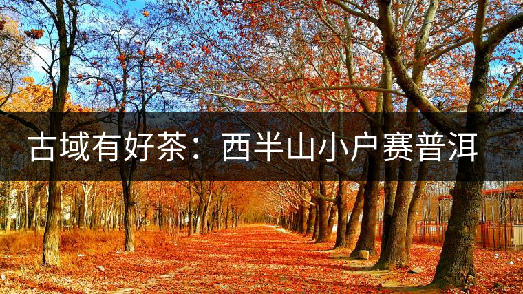 古域有好茶:西半山小戶賽普洱茶特點 古域有好茶:西半山小戶賽普洱茶特點