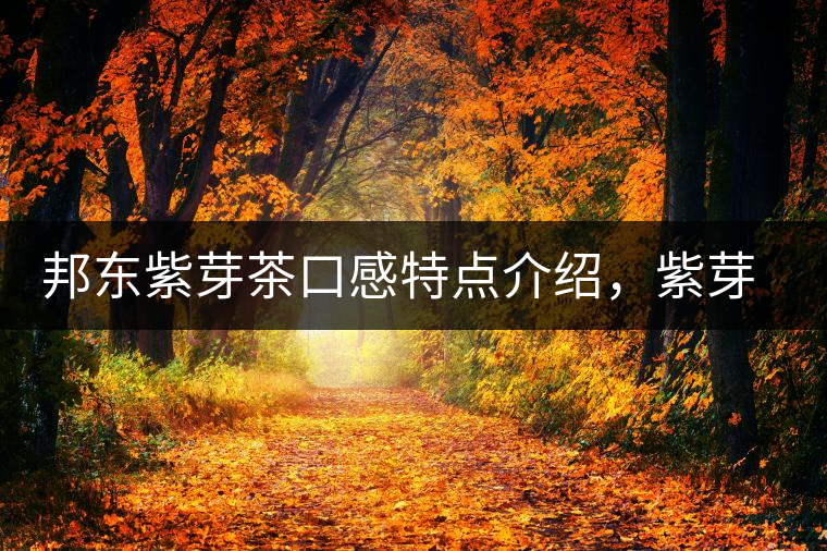 邦東紫芽茶口感特點(diǎn)介紹，紫芽與紫鵑區(qū)別