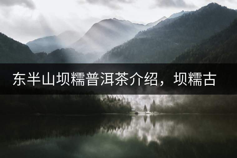 東半山壩糯普洱茶介紹，壩糯古樹茶口感特點