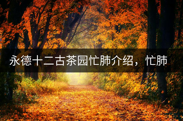 永德十二古茶園忙肺介紹，忙肺茶特點(diǎn)