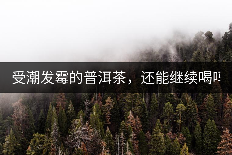 受潮發(fā)霉的普洱茶，還能繼續(xù)喝嗎？