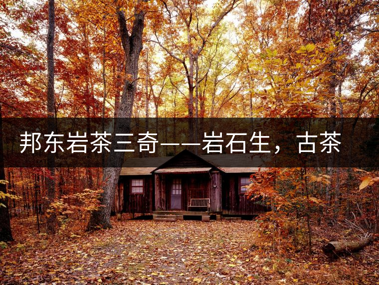 邦東巖茶三奇——巖石生，古茶韻，原野香