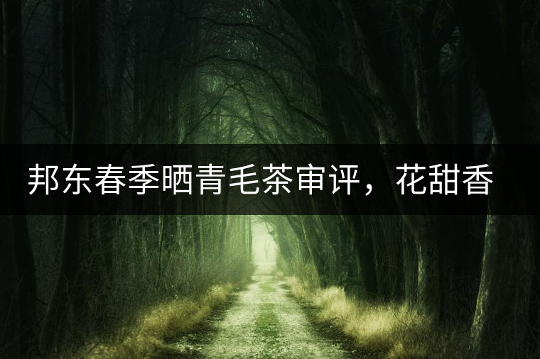 邦東春季曬青毛茶審評，花甜香高揚(yáng)甘爽潤滑