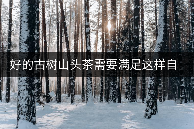 好的古樹(shù)山頭茶需要滿足這樣自然條件，以大忠山為例！
