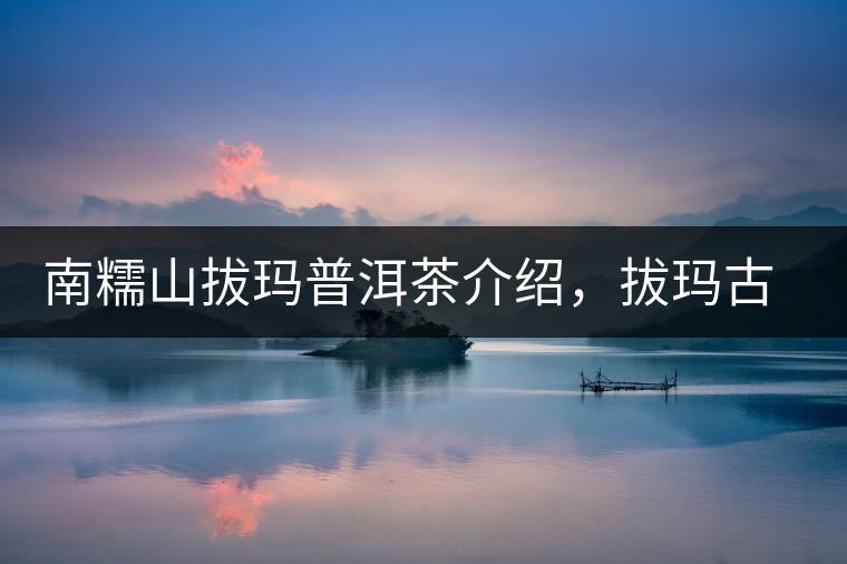 南糯山拔瑪普洱茶介紹，拔瑪古樹茶口感特點(diǎn)