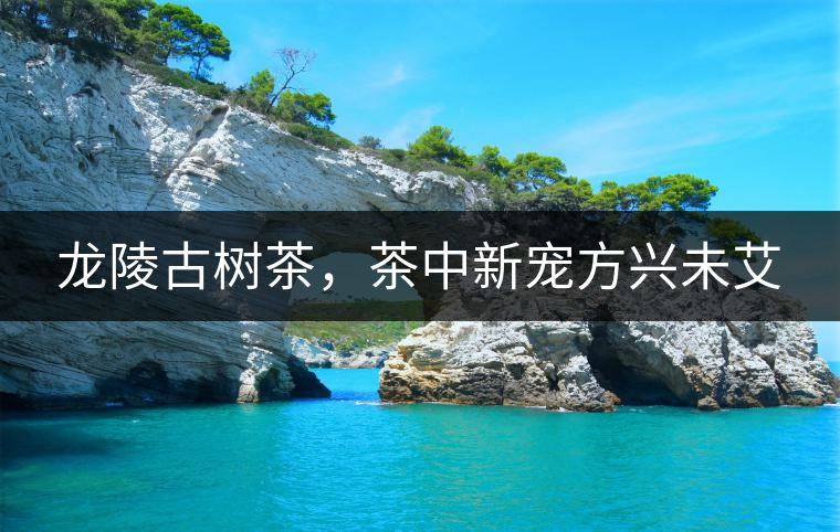 龍陵古樹(shù)茶，茶中新寵方興未艾