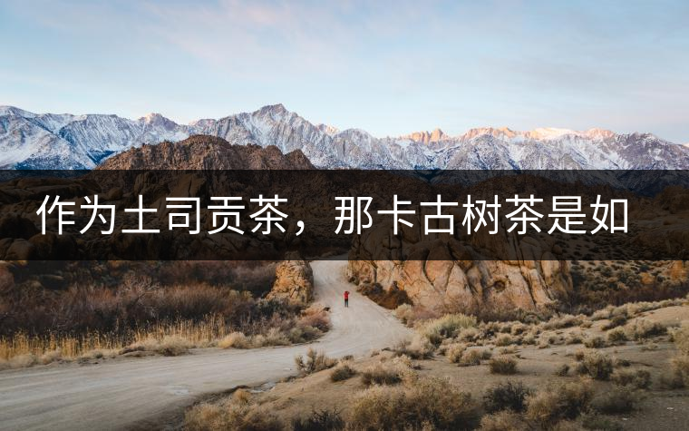 作為土司貢茶，那卡古樹茶是如何在眾多茶中脫穎而出的