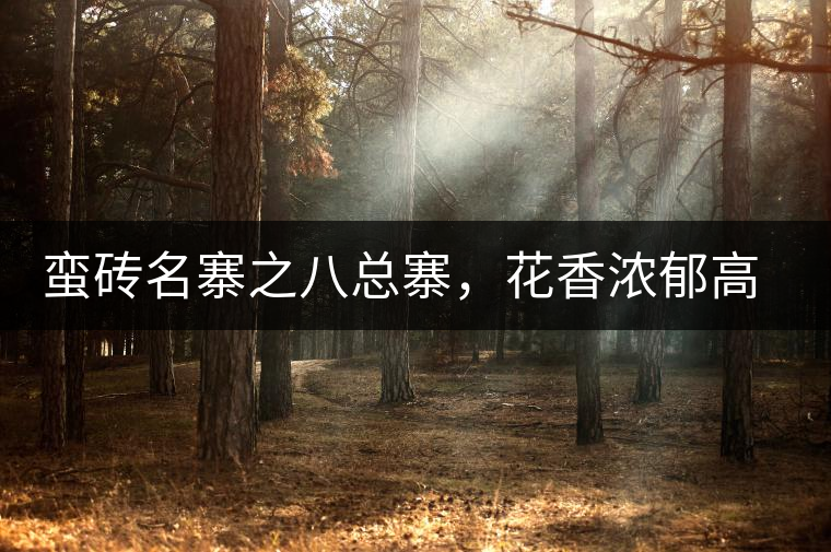 蠻磚名寨之八總寨，花香濃郁高揚