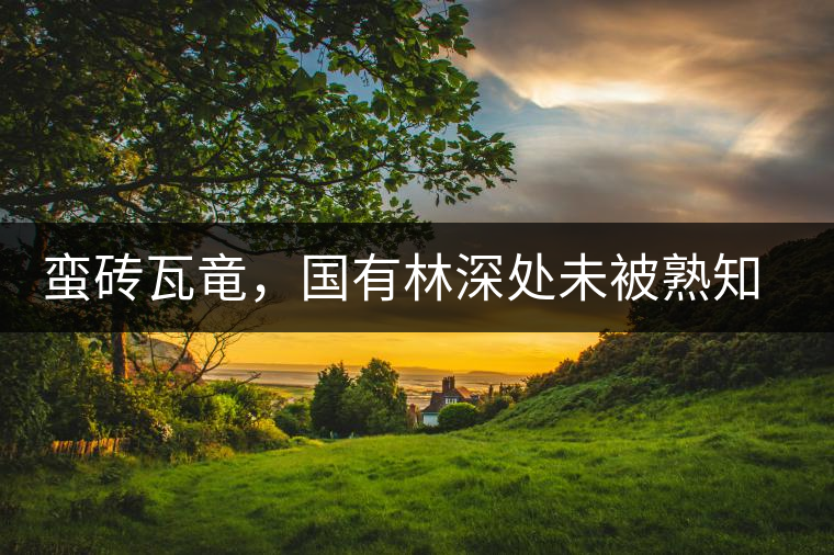 蠻磚瓦竜，國(guó)有林深處未被熟知的山頭