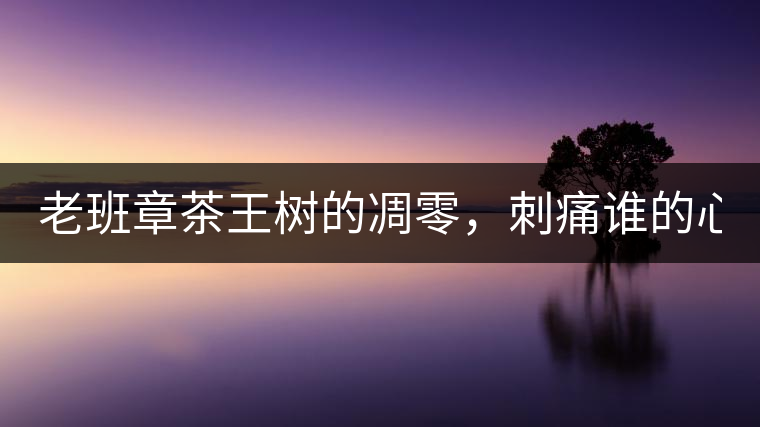 老班章茶王樹的凋零，刺痛誰的心？