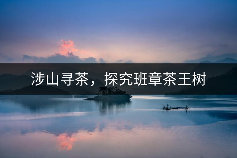 涉山尋茶，探究班章茶王樹