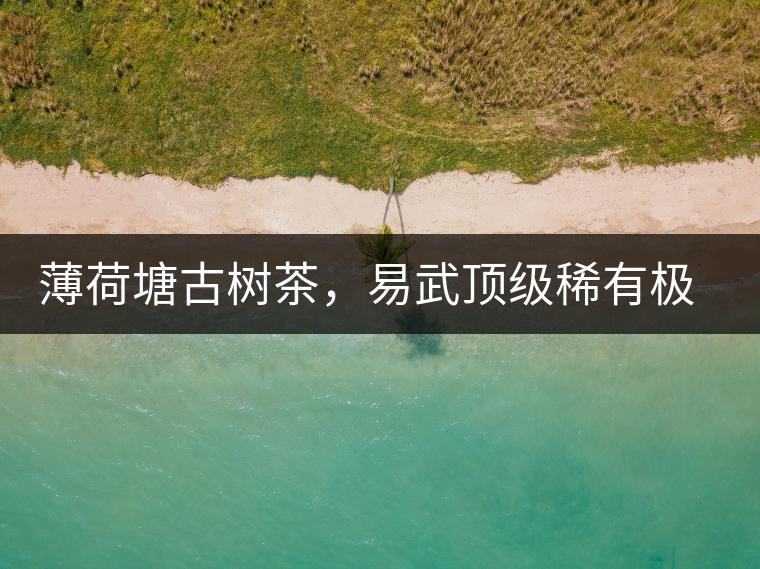 薄荷塘古樹茶，易武頂級稀有極品