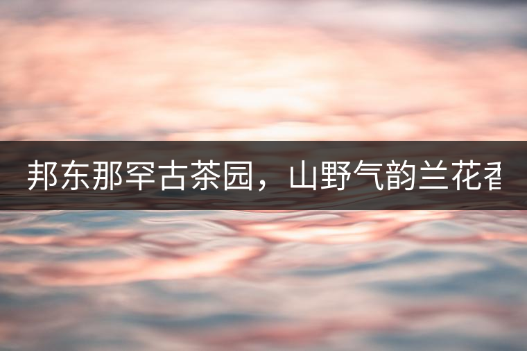 邦東那罕古茶園，山野氣韻蘭花香！