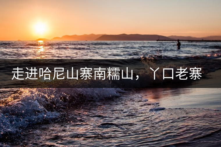 走進(jìn)哈尼山寨南糯山，丫口老寨普洱茶特點(diǎn)