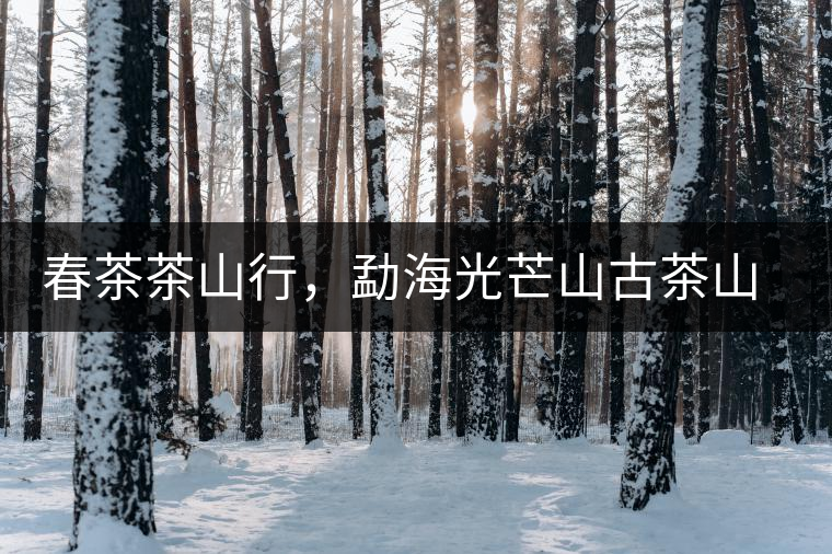 春茶茶山行，勐海光芒山古茶山你去過嗎？