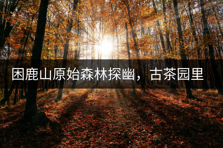 困鹿山原始森林探幽，古茶園里的優(yōu)美景色