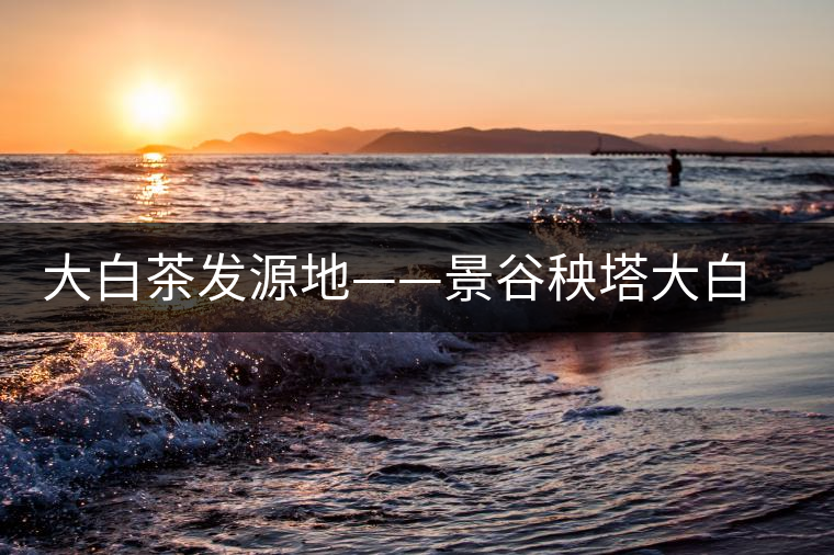 大白茶發(fā)源地——景谷秧塔大白茶特點介紹 大白茶發(fā)源地——景谷秧塔大白茶特點介紹