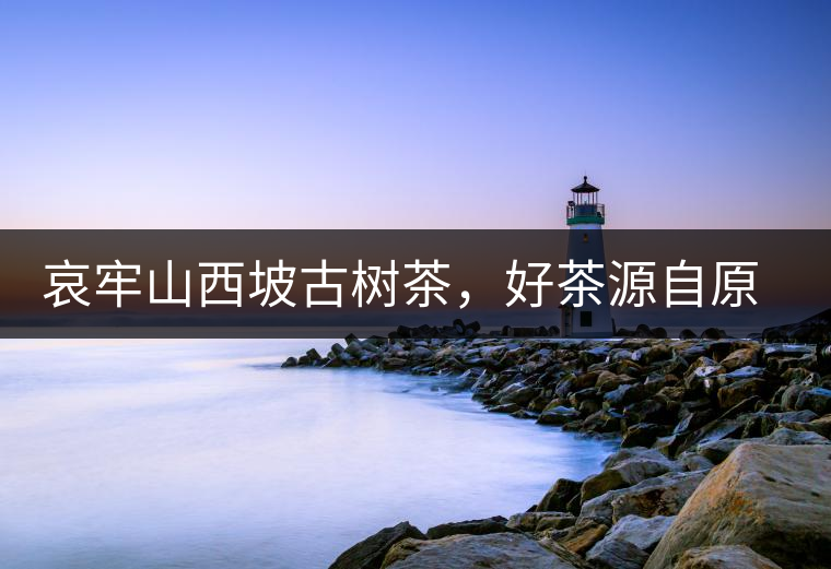 哀牢山西坡古樹茶，好茶源自原生態(tài)高山