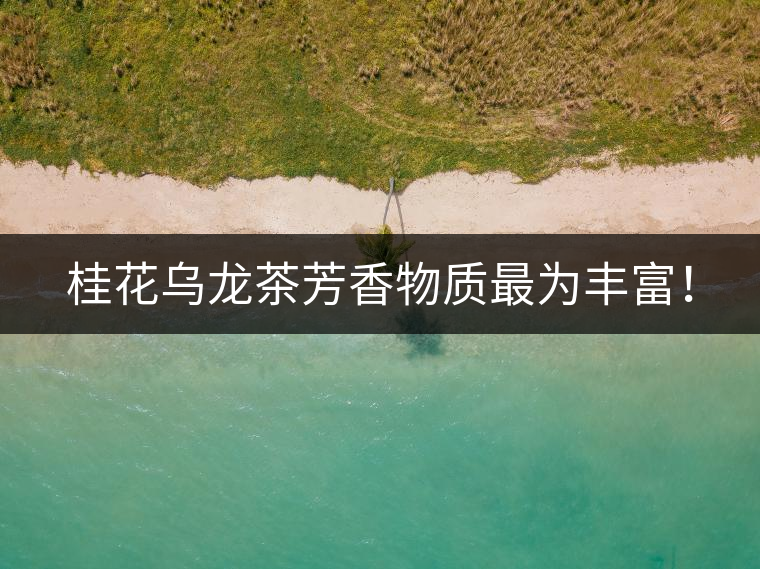 桂花烏龍茶芳香物質(zhì)最為豐富！