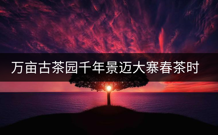 萬畝古茶園千年景邁大寨春茶時(shí)節(jié)好風(fēng)光