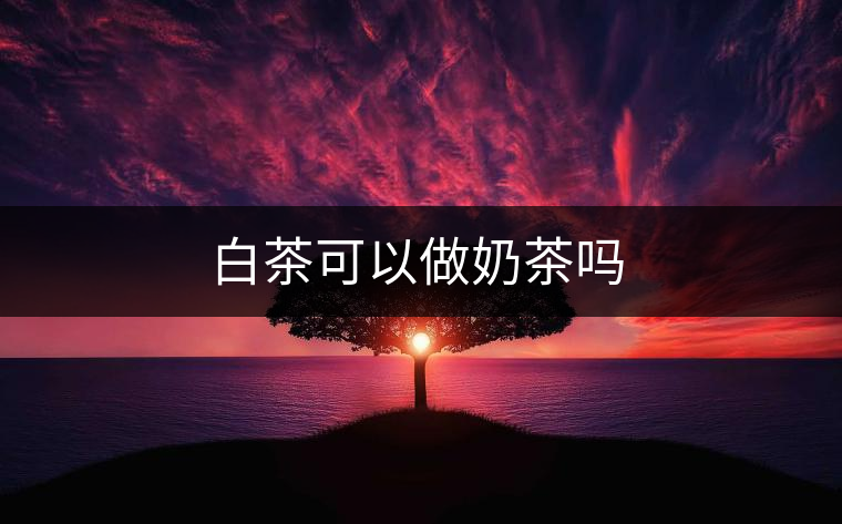 白茶可以做奶茶嗎