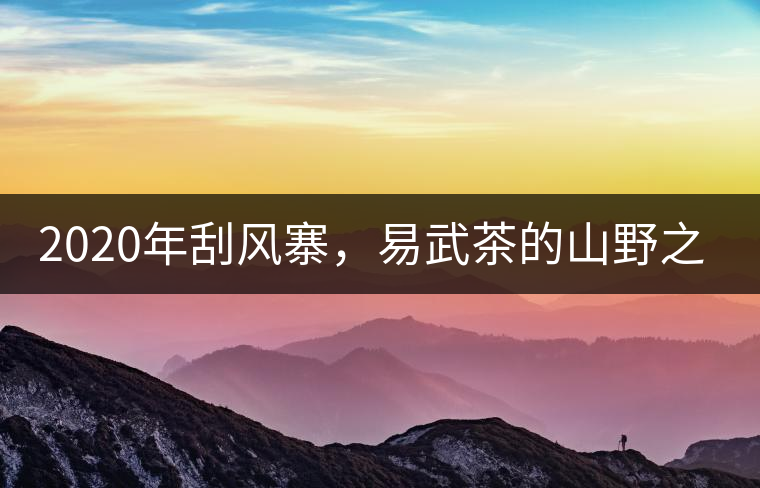2020年刮風(fēng)寨，易武茶的山野之王-易武中聘號