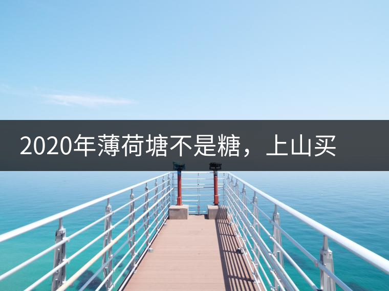 2020年薄荷塘不是糖，上山買茶除了帶鈔票還得搖號-易武中聘號