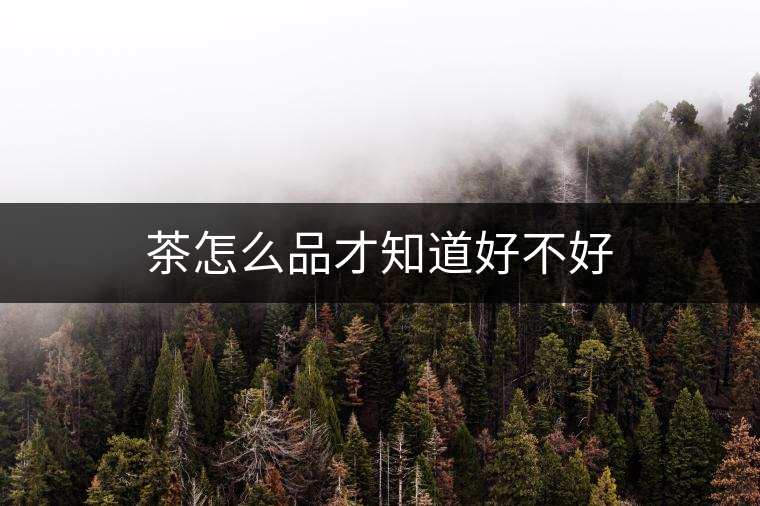 茶怎么品才知道好不好