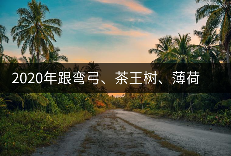 2020年跟彎弓、茶王樹、薄荷塘屬于同一山脈的神秘山頭-易武中聘號