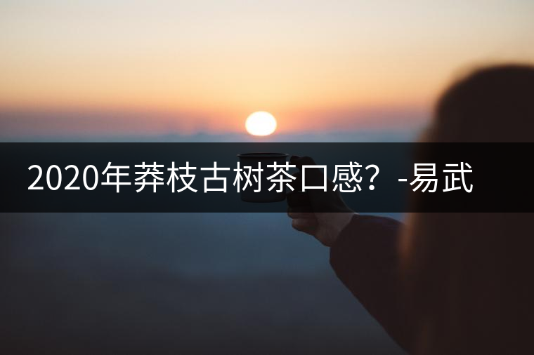2020年莽枝古樹(shù)茶口感？-易武中聘號(hào)